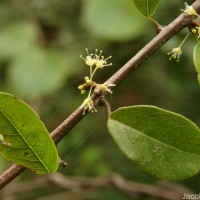Flueggea leucopyrus Willd.